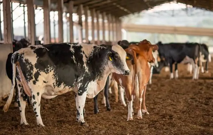 Bahia está entre estados que mais abateram bovinos em 2024; produção de ovos caiu