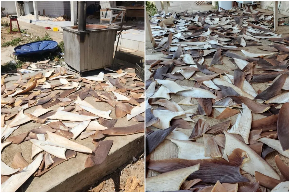 barbatanas de tubarão