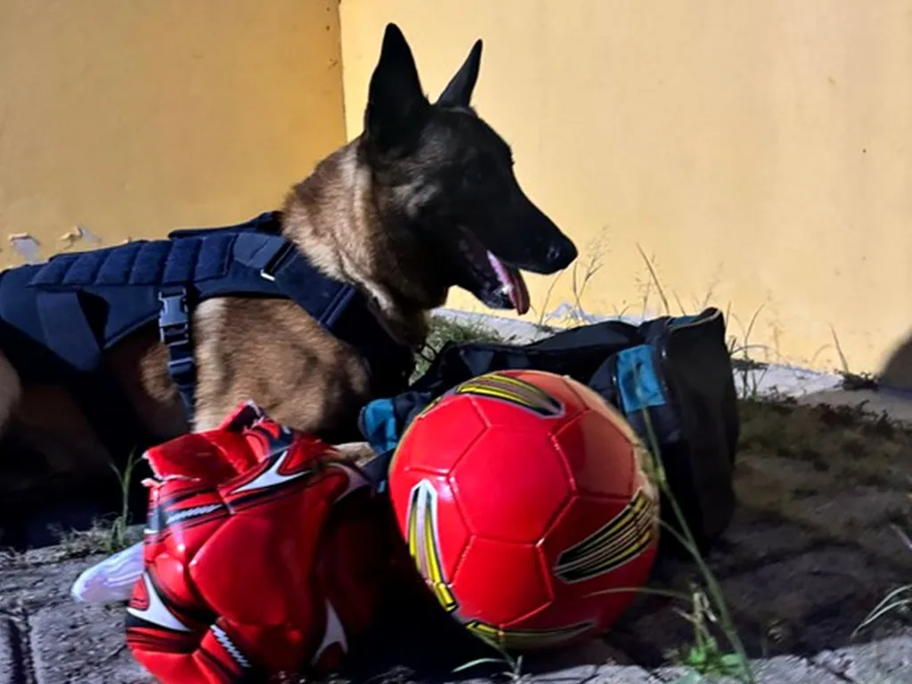 Messi, cão farejador da PRF, encontra drogas em bagagem de ônibus