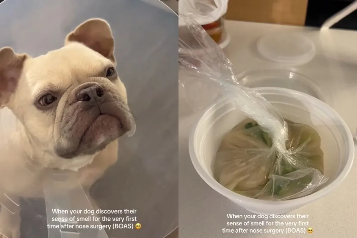 Vídeo de cachorro sentindo cheiros pela primeira vez viraliza nas redes; veja