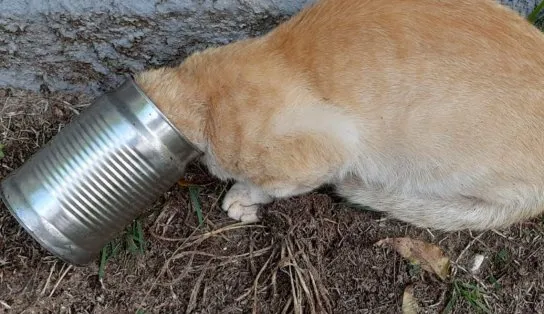 Após ficar com a cabeça “enlatada”, gato é socorrido por Corpo de Bombeiros
