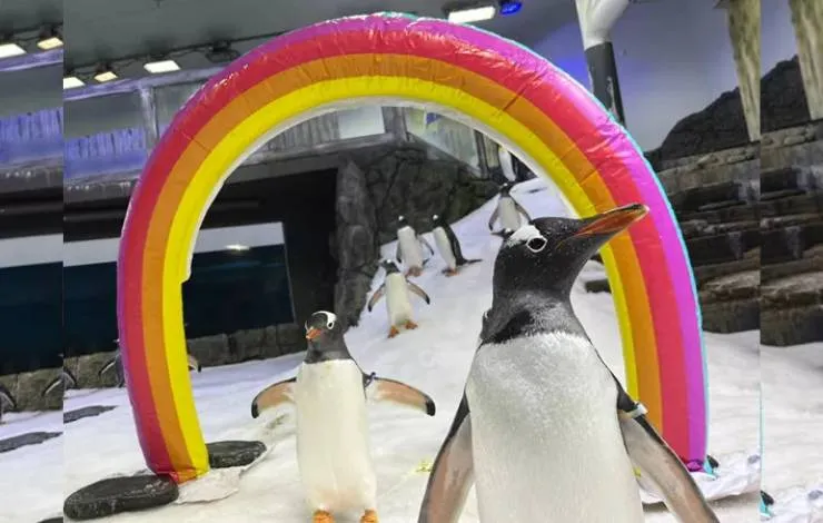 Morre Sphen, famoso 'pinguim gay' que adotou filhotes com parceiro na Austrália