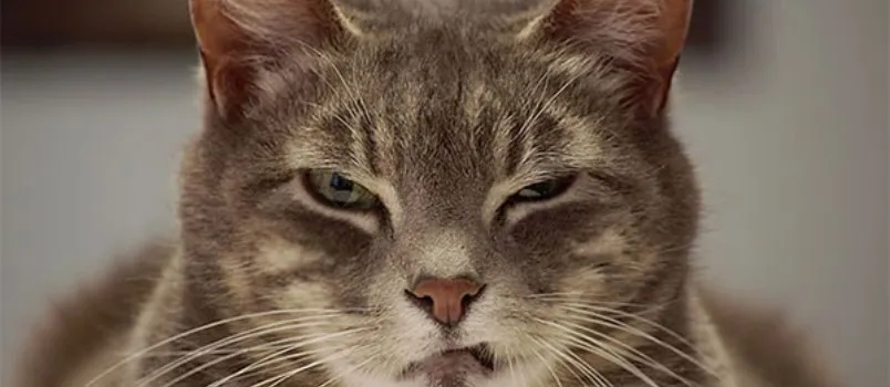 Jovem vibra com videogame de Natal, é ‘atacado’ por gato e faz sucesso em vídeo; Confira
