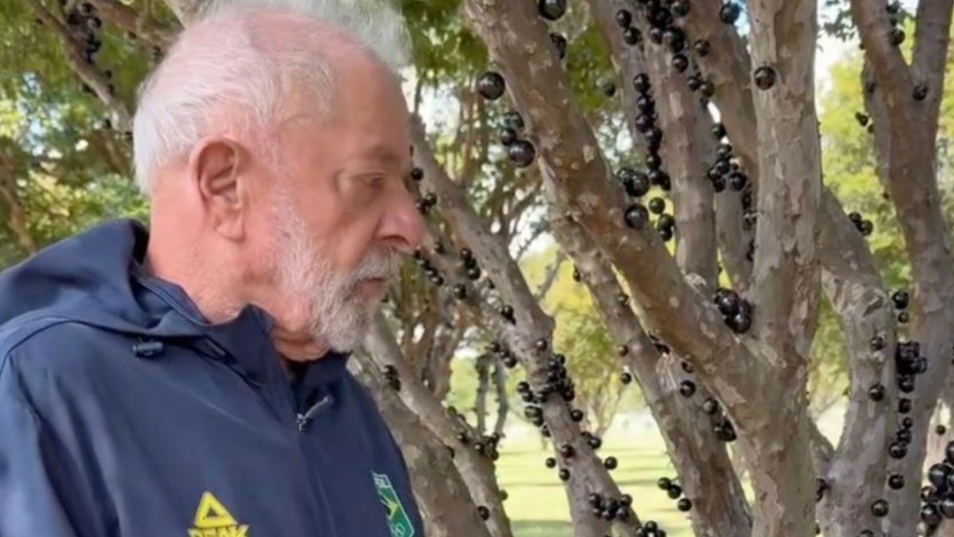 Lula sugere uso de jabuticaba para acalmar Donald Trump