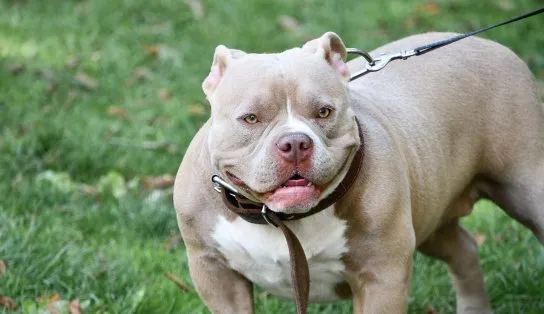 Mãe e filha são hospitalizadas após sofrerem ataque de cachorro em Ipiaú, na Bahia