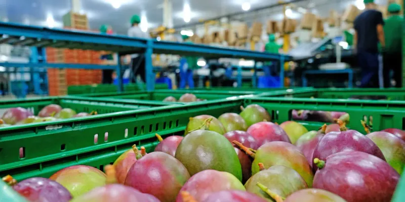 A Bahia é o segundo maior exportador de frutas tropicais do Brasil, e grande parte passa pelo Porto de Salvador/Foto: Jonas Santos
