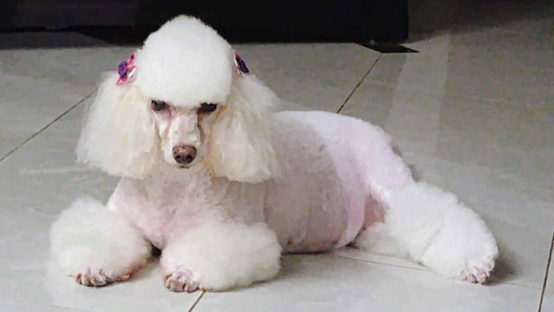 Jujuba, Poodle de 9 anos | Foto: arquivo pessoal