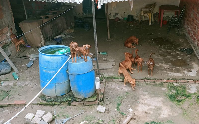 Ambientes insalubres podem favorecer a prolifera&ccedil;&atilde;o de doen&ccedil;as transmiss&iacute;veis entre animais e seres humanos, conhecidas como zoonoses/Foto: Rose Amorim/Ascom PCBA