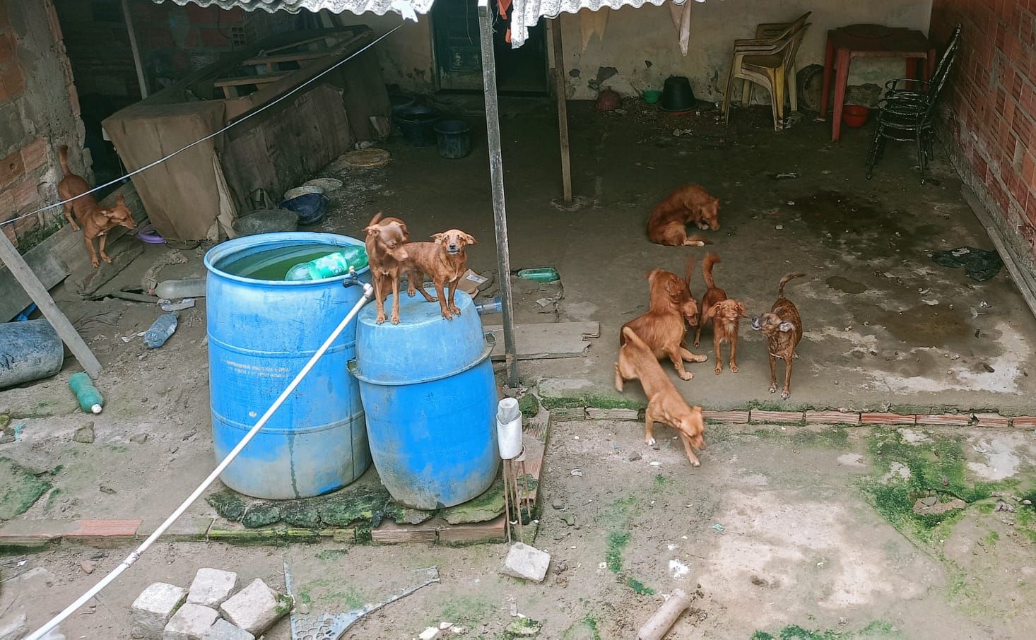 C&atilde;es Resgatados Por Maus Tratos 
