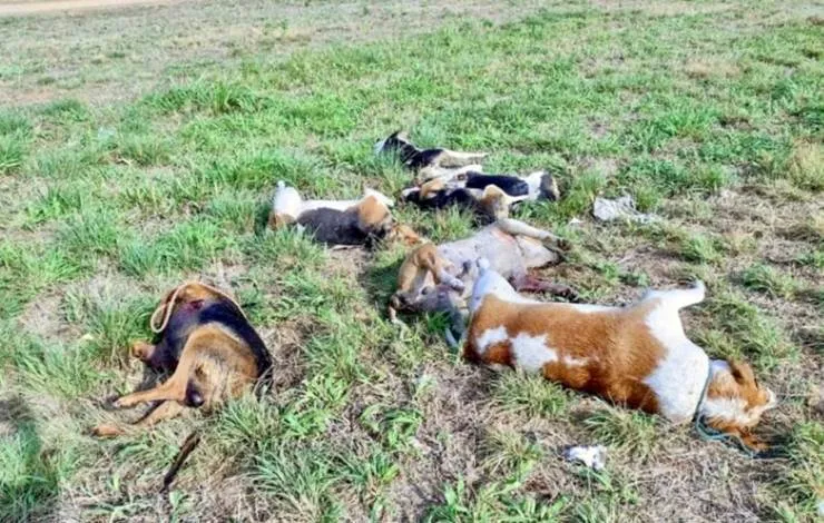 Sete cachorros são mortos a tiros em Luis Eduardo Magalhães, no oeste baiano
