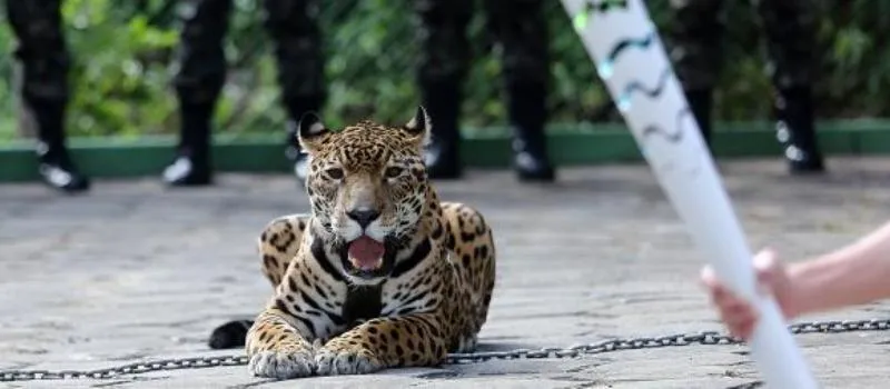 Exército assina termo de ajustamento de conduta para uso de animais em eventos