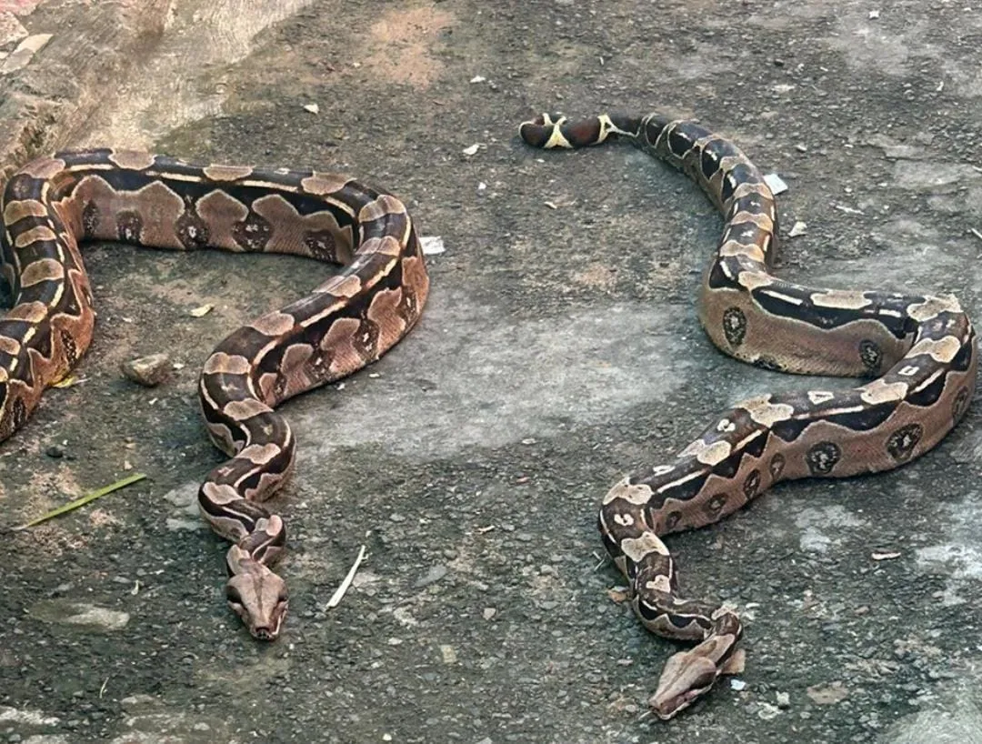 Duas jiboias são capturadas em Capelinha de São Caetano, em Salvador