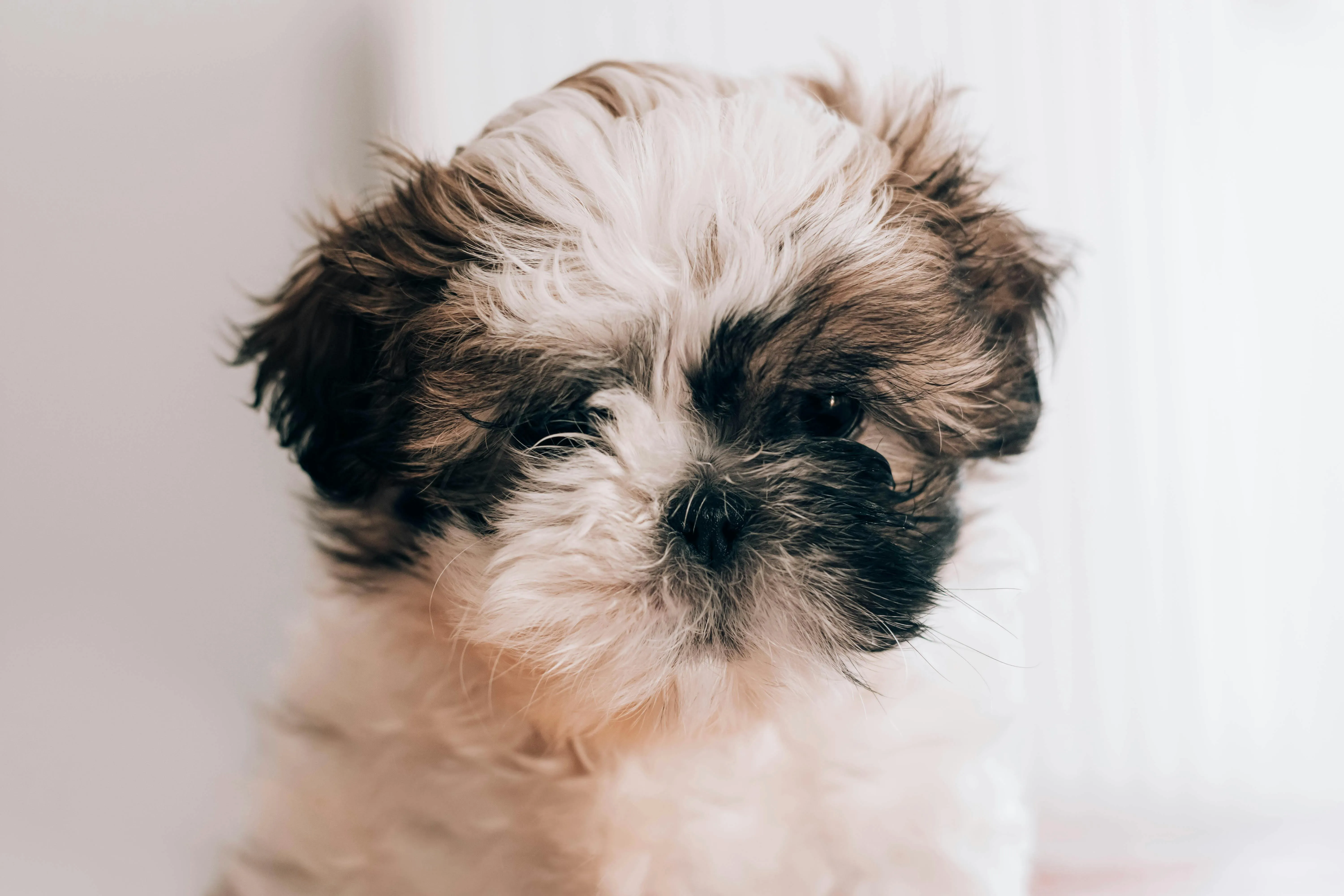 Universidade promove ação sobre Leishmaniose Canina em Salvador