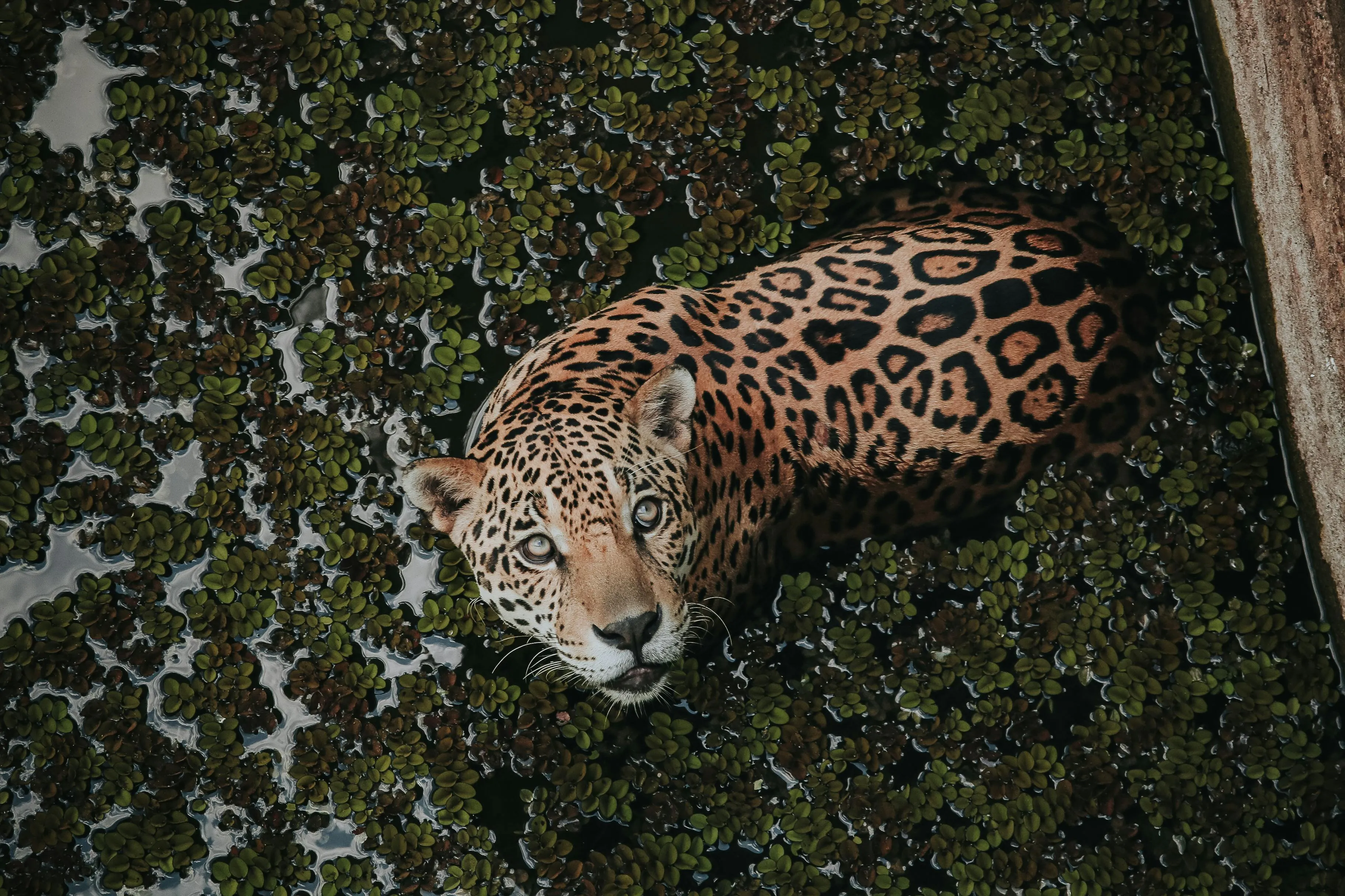 Quais são os dez animais mais ameaçados de extinção no Brasil? Veja lista