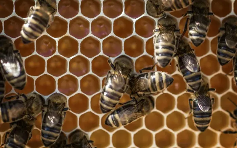 Um grupo de pesquisadores da Unicamp desenvolveu um novo produto obtido da combina&ccedil;&atilde;o entre mel e cascas de am&ecirc;ndoa de cacau/Foto: Ilustrativa/Pexels