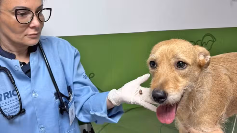 Cadelinha Aurora Foi Vítima De Bala Perdida Em Irajá  Foto Reprodução