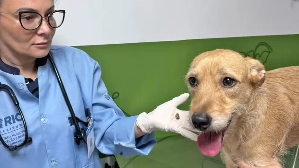 Aurora, uma vira-lata caramelo, é vítima de bala perdida no Rio