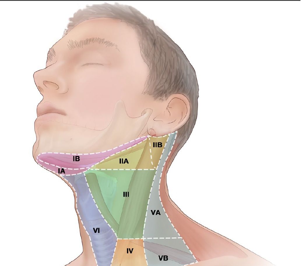 Regi&atilde;o Cervical. Foto: Ilustra&ccedil;&atilde;o
