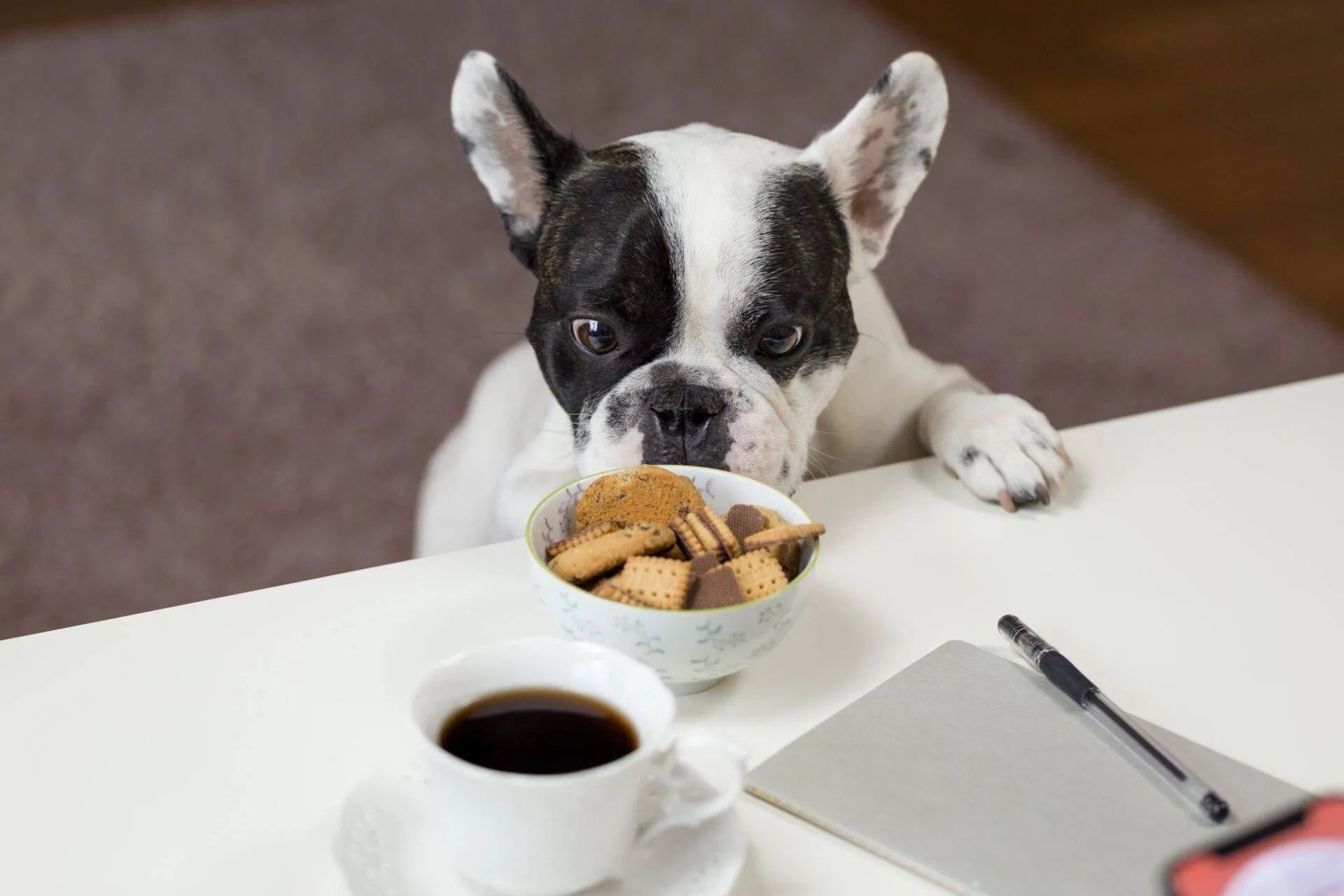 Pode dar comida de gente para animais de estimação? Aratu On Explica para você