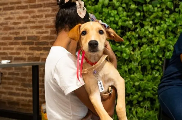 Quer adotar um pet? Shopping em Lauro realiza feira de adoção neste sábado