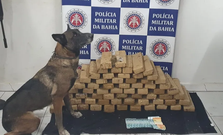 Cerca de 52 quilos de maconha são encontrados pela "Diva" da PM, em Porto Seguro