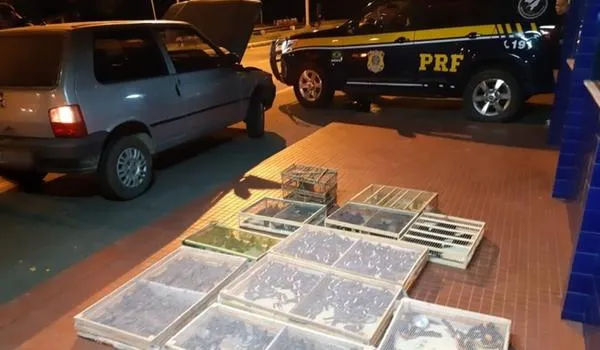 Polícia Rodoviária Federal resgata 500 passáros silvestres dentro de carro na Bahia