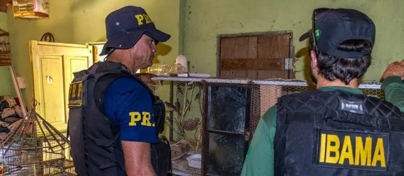 FINAL FELIZ: Operação resgata animais silvestres e apreende armas usadas para caça no oeste da Bahia
