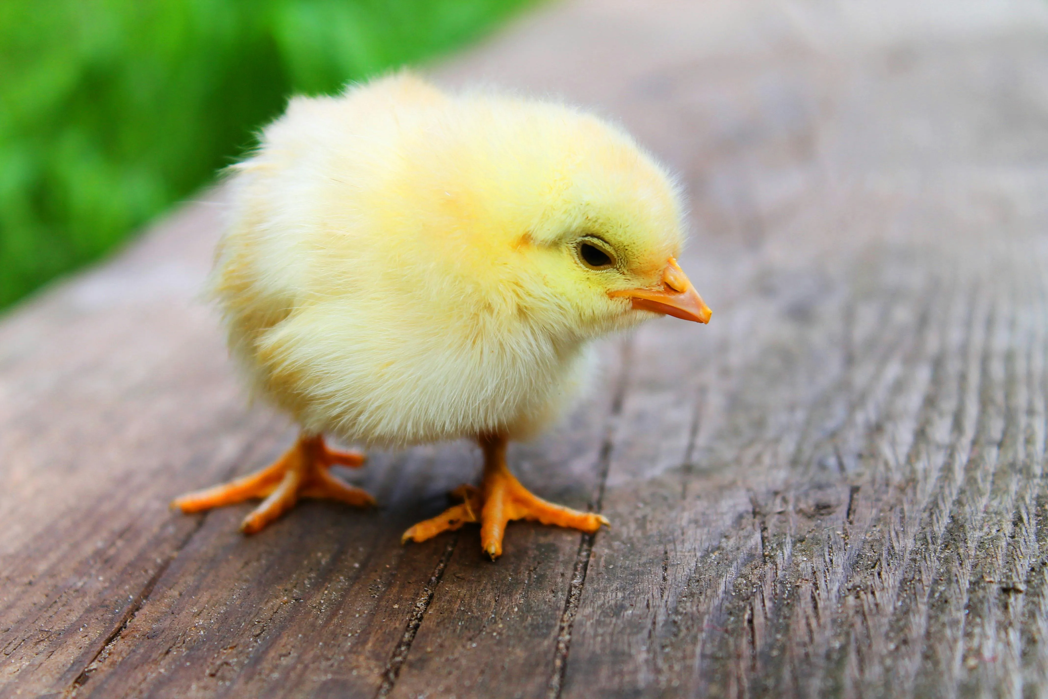 Gripe aviária no Brasil: posso ser contaminado? Entenda a doença