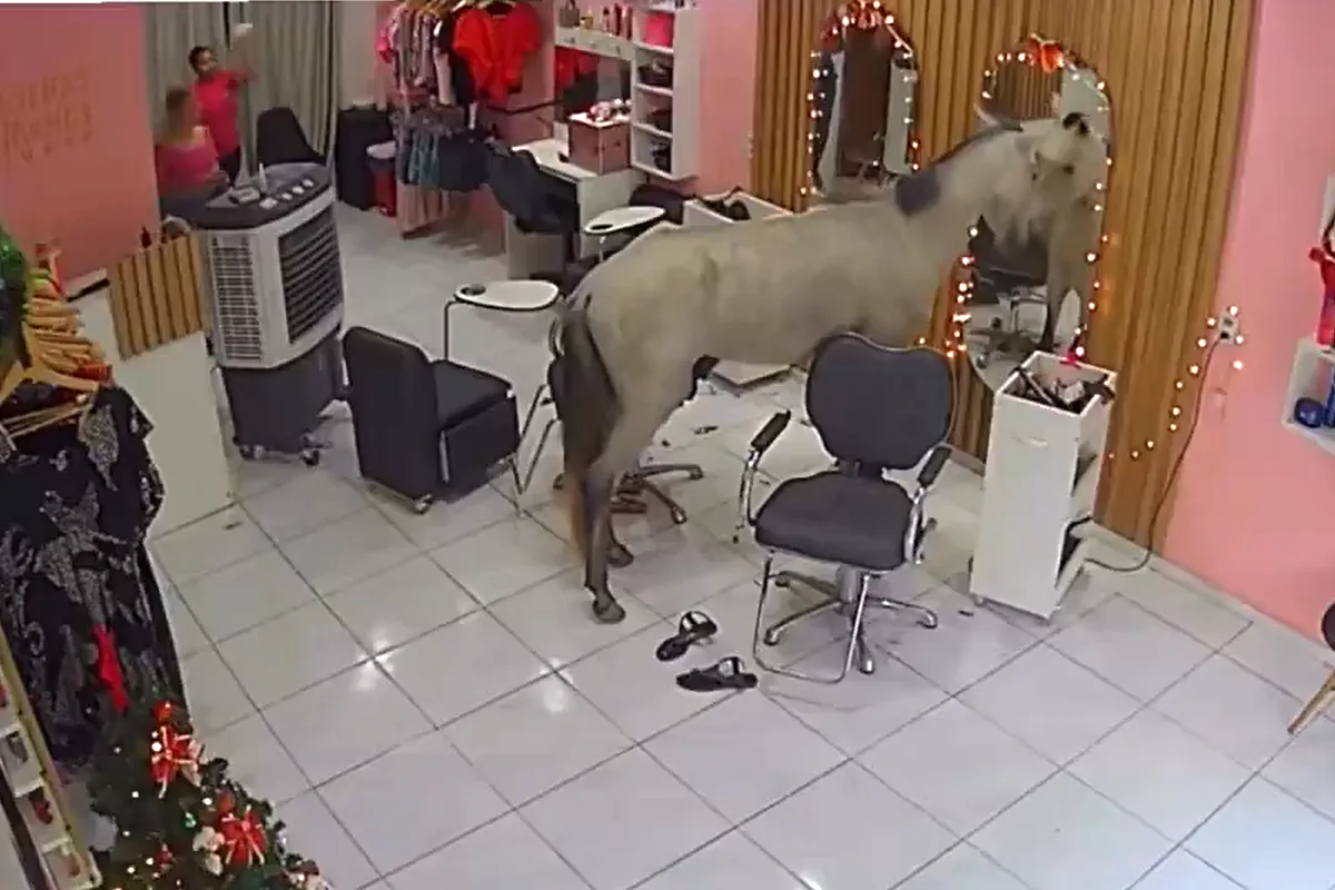 cavalo salão teresina