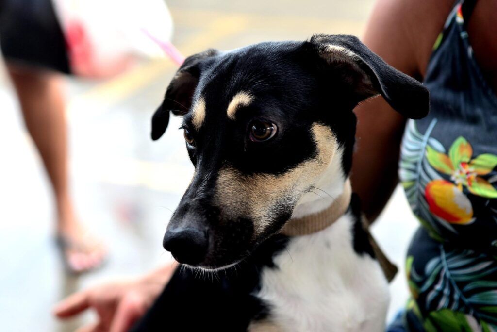Cães serão atendidos às terças e quintas. Foto: Jefferson Peixoto/Secom PMS