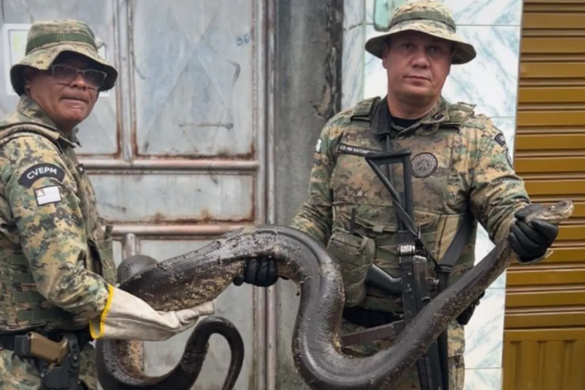 VÍDEO: Sucuri é encontrada em Águas Claras e capturada pela COPPA em Salvador
