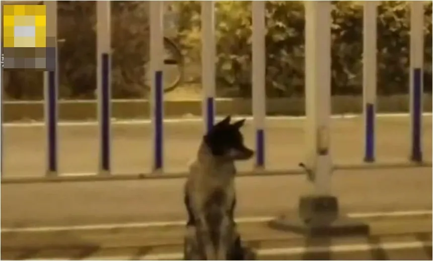 Cachorro está há 80 dias em estrada esperando dona que morreu; veja vídeo