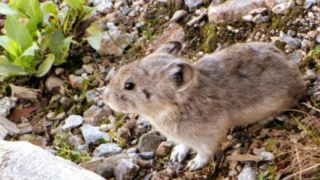 China tenta exterminar &#8220;Pikachu da vida real&#8221; e é criticada