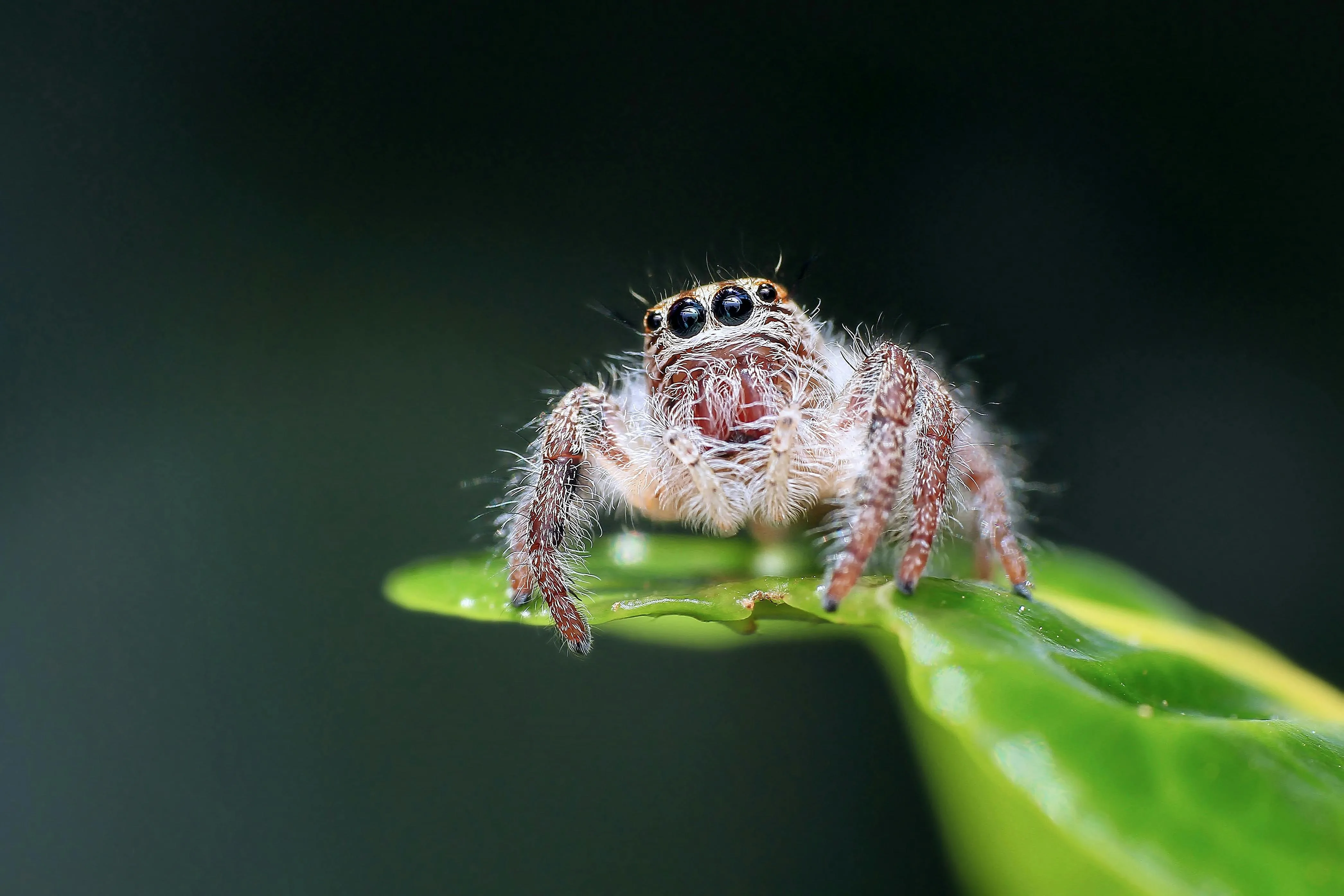 Picadas de aranhas são segunda causa de envenenamento no país