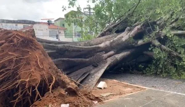  Codesal intensifica manutenção em árvores no período chuvoso na capital baiana