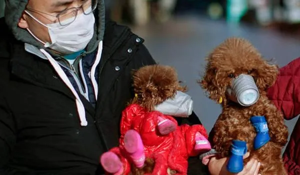 Cachorro fica em quarentena em Hong Kong após suspeita de coronavírus; saiba mais 