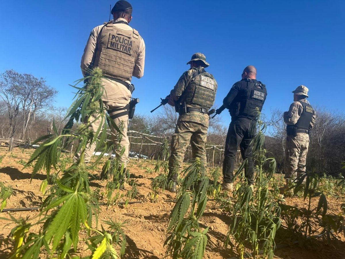 Força-tarefa apreendeu 25 mil pés de maconha, 300 kg da droga e 30 placas solares usadas no cultivo da droga. Foto: SSP-BA