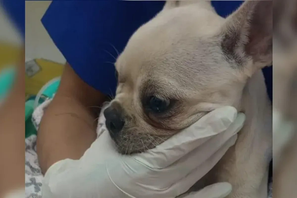 Foto: Reprodu&ccedil;&atilde;o