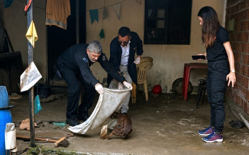 Os c&atilde;es resgatados por maus-tratos passar&atilde;o por avalia&ccedil;&atilde;o cl&iacute;nica, vacina&ccedil;&atilde;o e vermifuga&ccedil;&atilde;o antes de serem encaminhados para ado&ccedil;&atilde;o respons&aacute;vel/Foto: Rose Amorim/Ascom PCBA