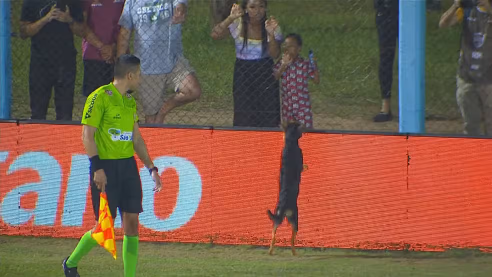Cachorro tenta pular o alambrado, mas não consegue. Foto: Reprodução/Premiere