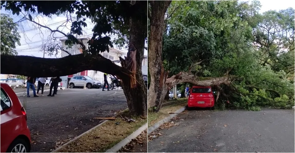 Queda de árvore complica o trânsito na região da Avenida Centenário