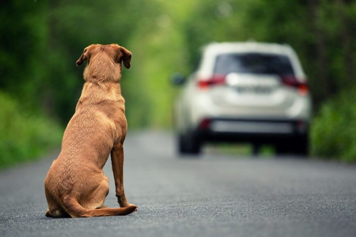 Abandono Animais