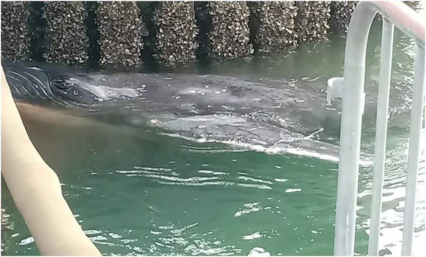 Baleia fica encalhada nas proximidades do terminal do ferry em Salvador; veja vídeo