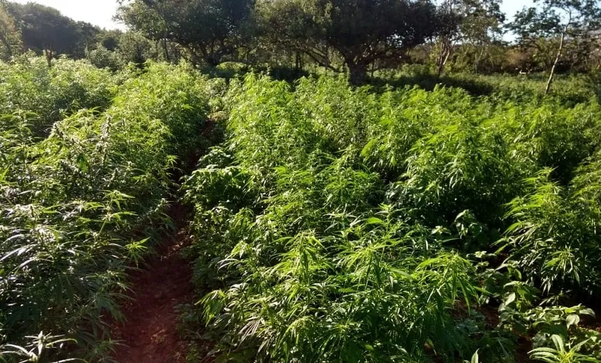 Polícia erradica quase 10 toneladas de maconha na zona rural de Euclides da Cunha; veja vídeo