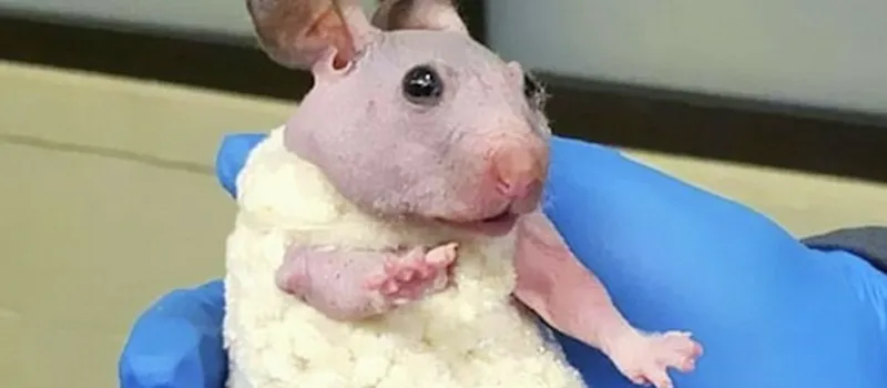 SERUMANINHO: Hamster nasce sem pelos e ganha roupa fofa de crochê