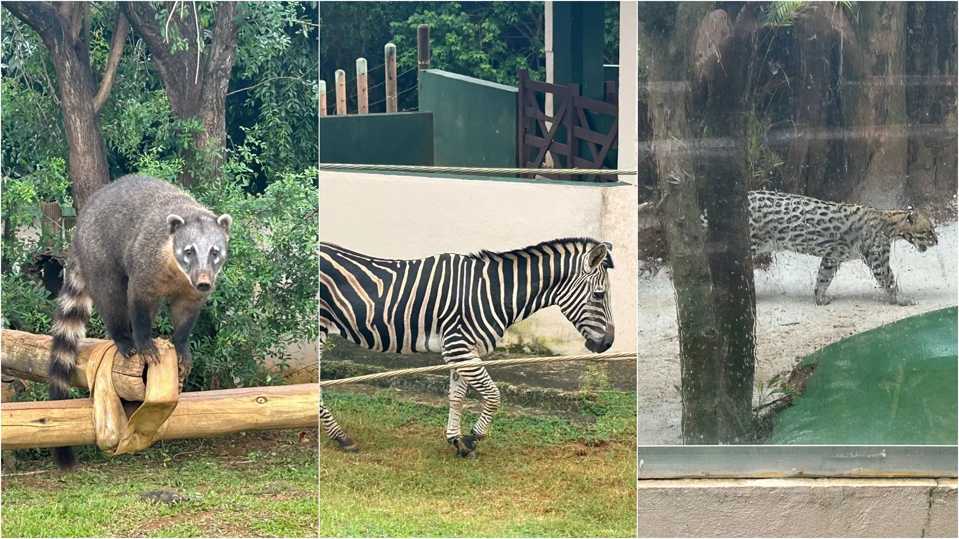 De zebra a jacaré: veja animais que podem ser vistos no zoológico