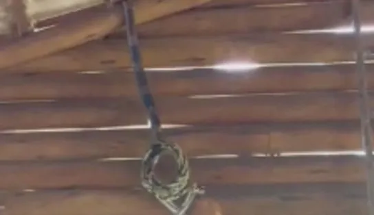 Bombeiros capturam cobra de 4 metros em telhado de restaurante no sul da Bahia; assista ao vídeo