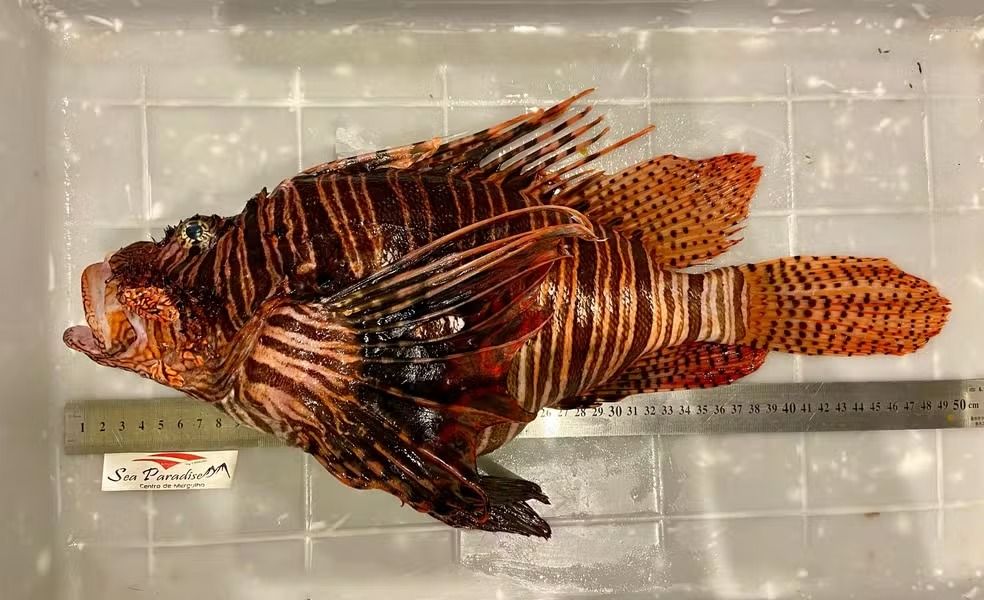 O peixe-leão, com nome científico Pterois volitans, possui espinhos venenosos. | Foto: Sea Paradise/Divulgação