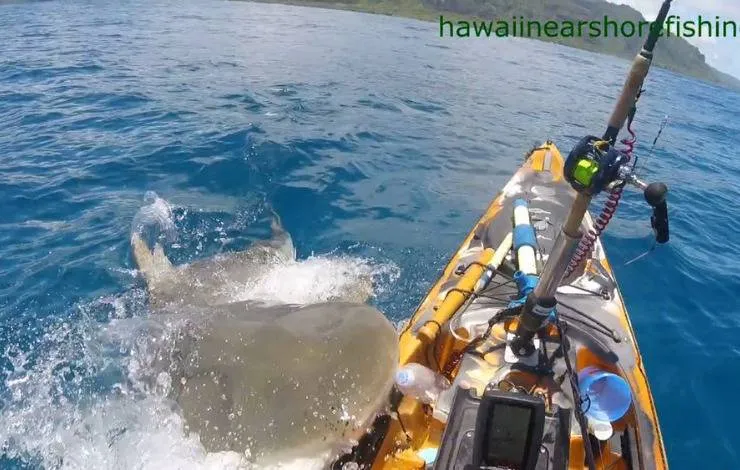Pescador é atacado por tubarão enquanto estava em barco; assista