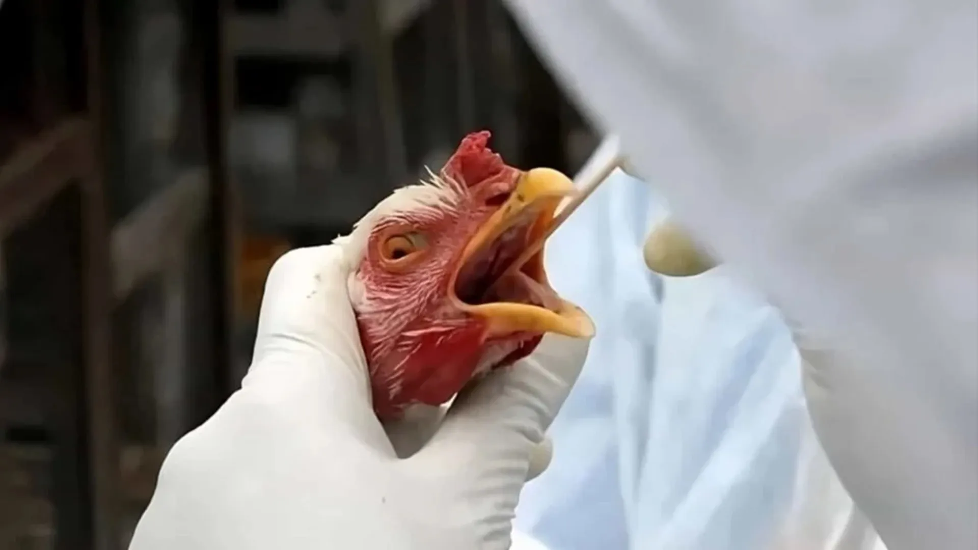 Gripe aviária: qual é o risco de transmissão em humanos? Veja resposta